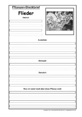 Pflanzensteckbrief-Flieder-SW.pdf